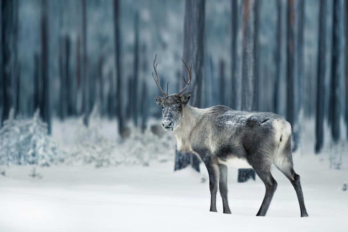 A view of Lapland